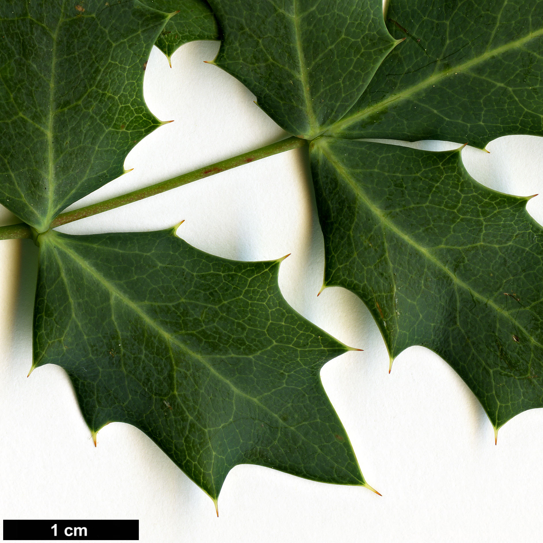 High resolution image: Family: Berberidaceae - Genus: Mahonia - Taxon: trifoliolata × M.swaseyi